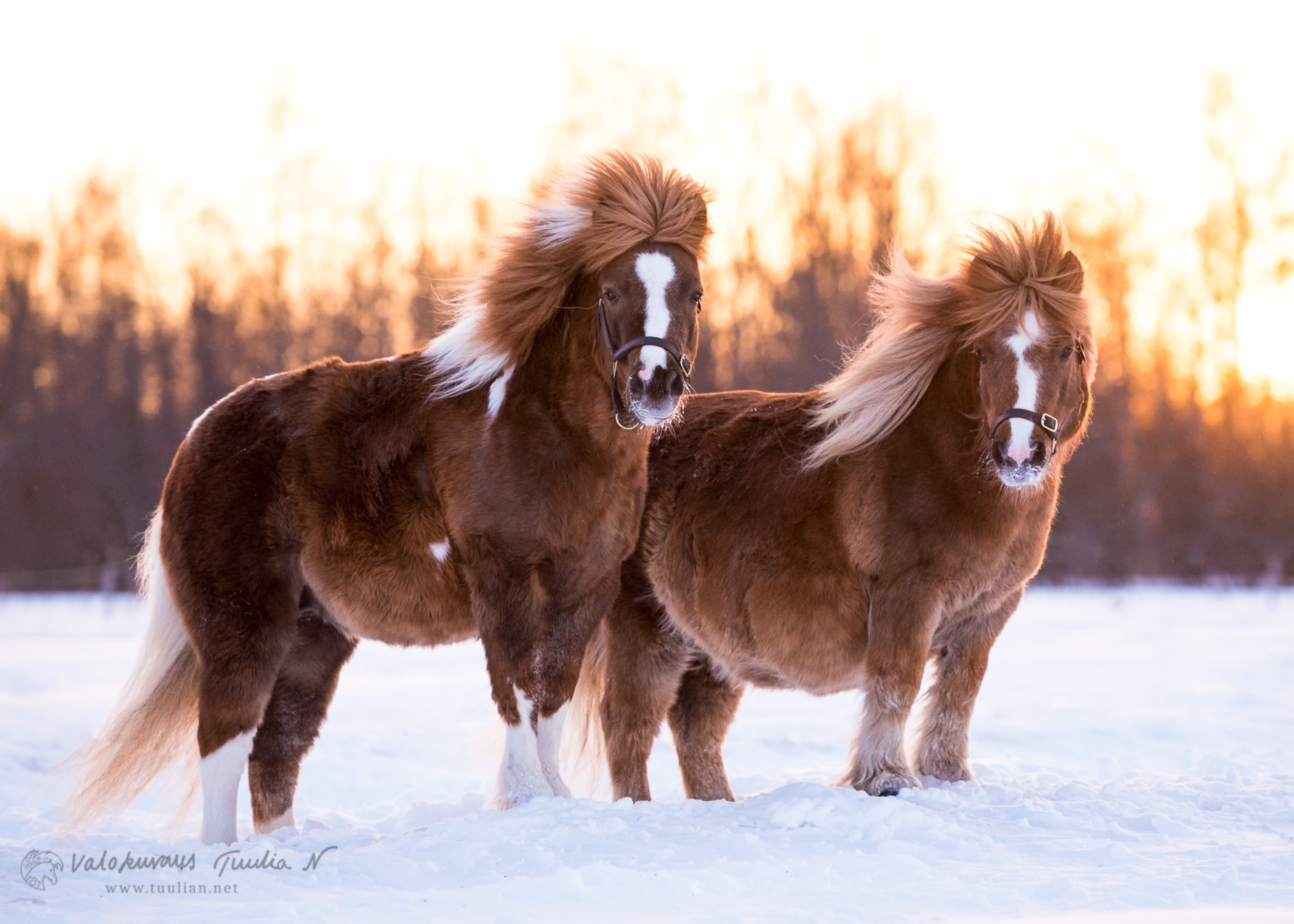 Kaksi hevosta talvimaisemassa.