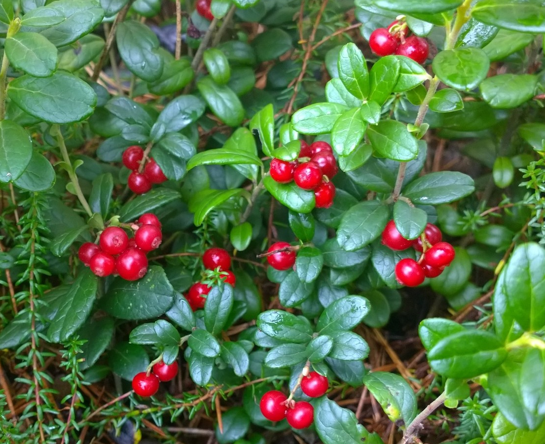 kuvassa puolukoita metsässä