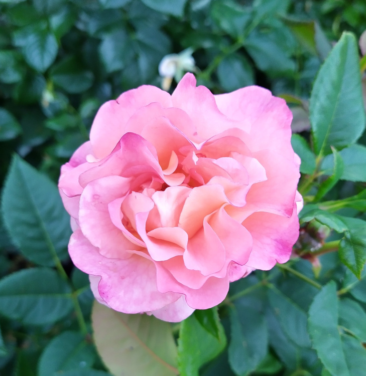 vaaleanpunainen ruusu