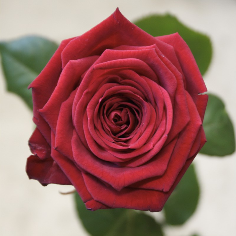 punainen ruusu